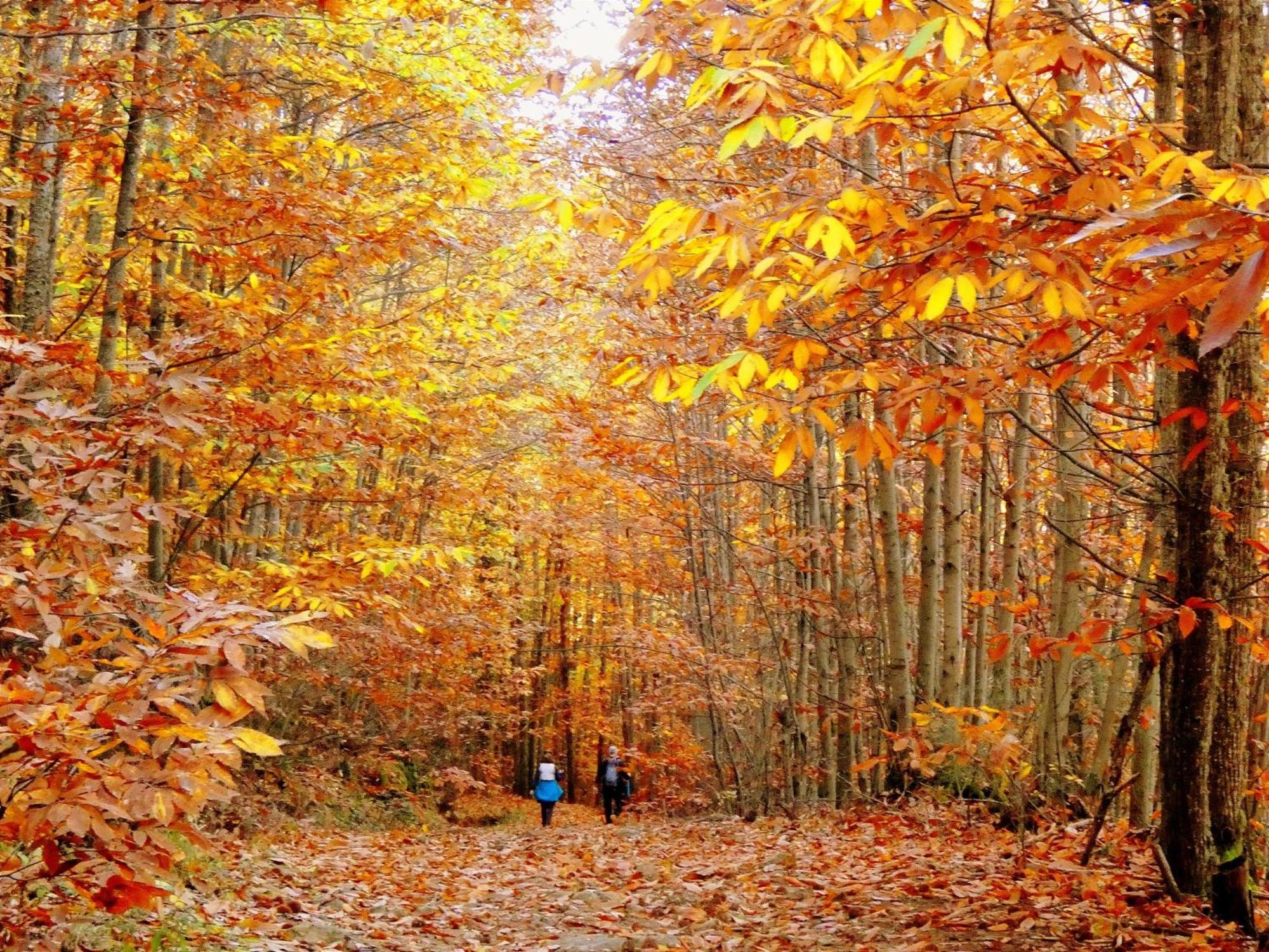 Acebuche, Descubre El Otoño Mágico En El Valle De Ambroz *